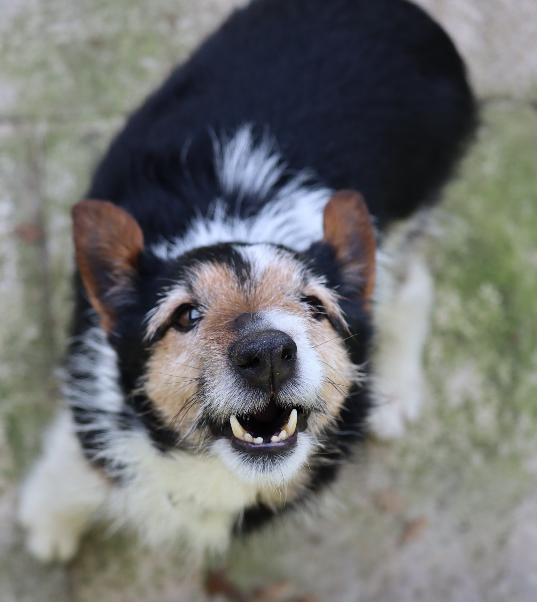 Willy – Tierheim Bayreuth