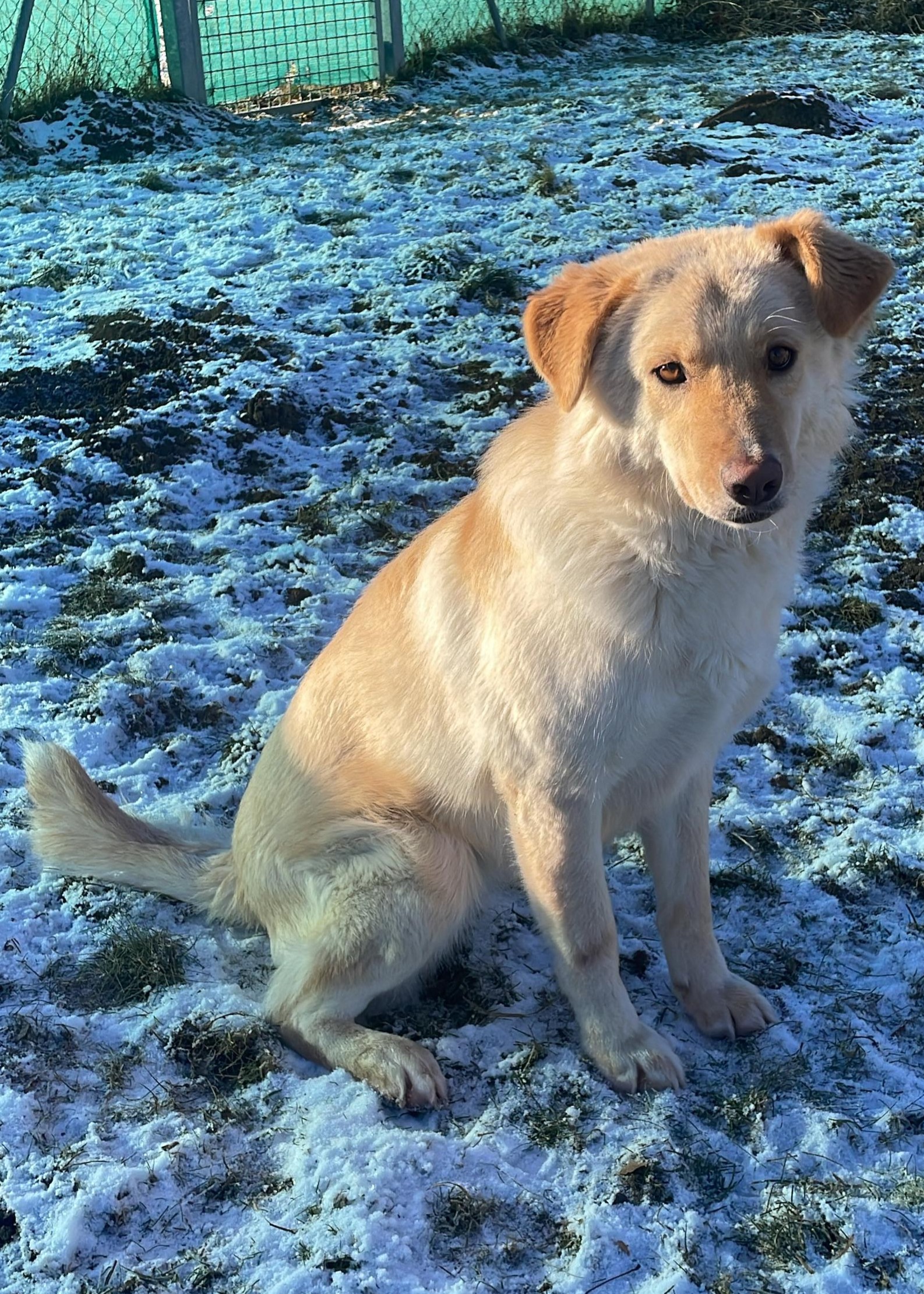 Elly – Tierheim Bayreuth