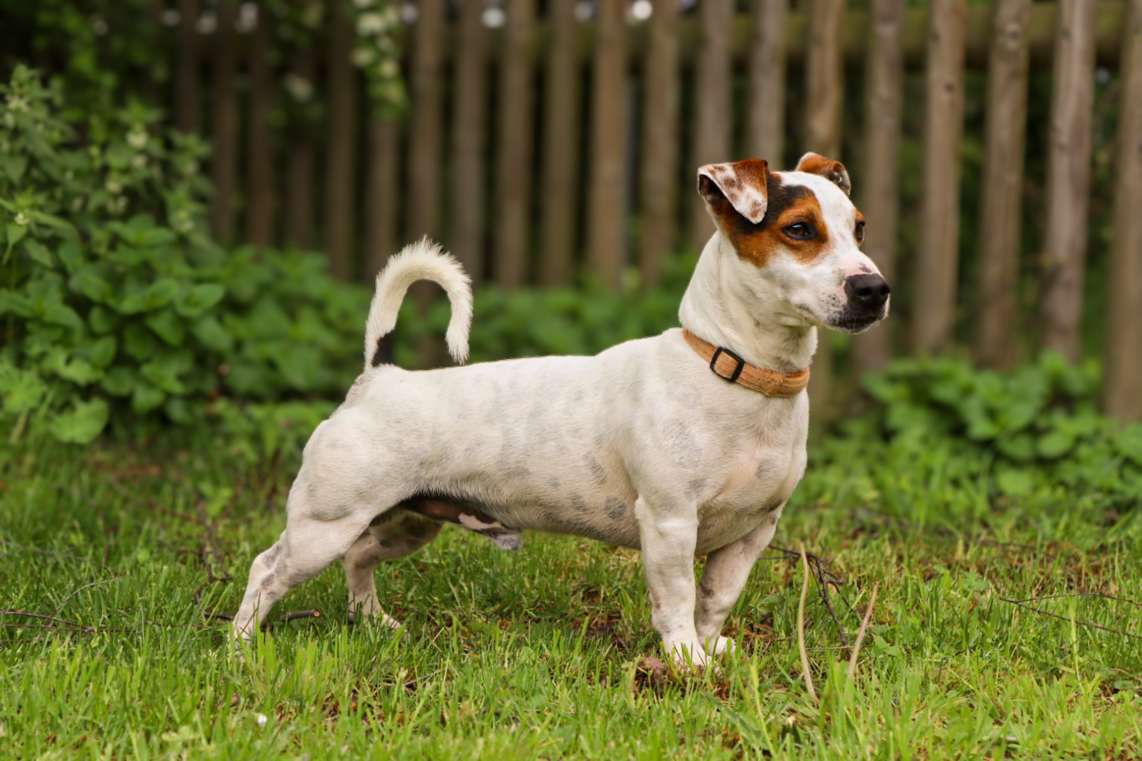 Rudi – Tierheim Bayreuth