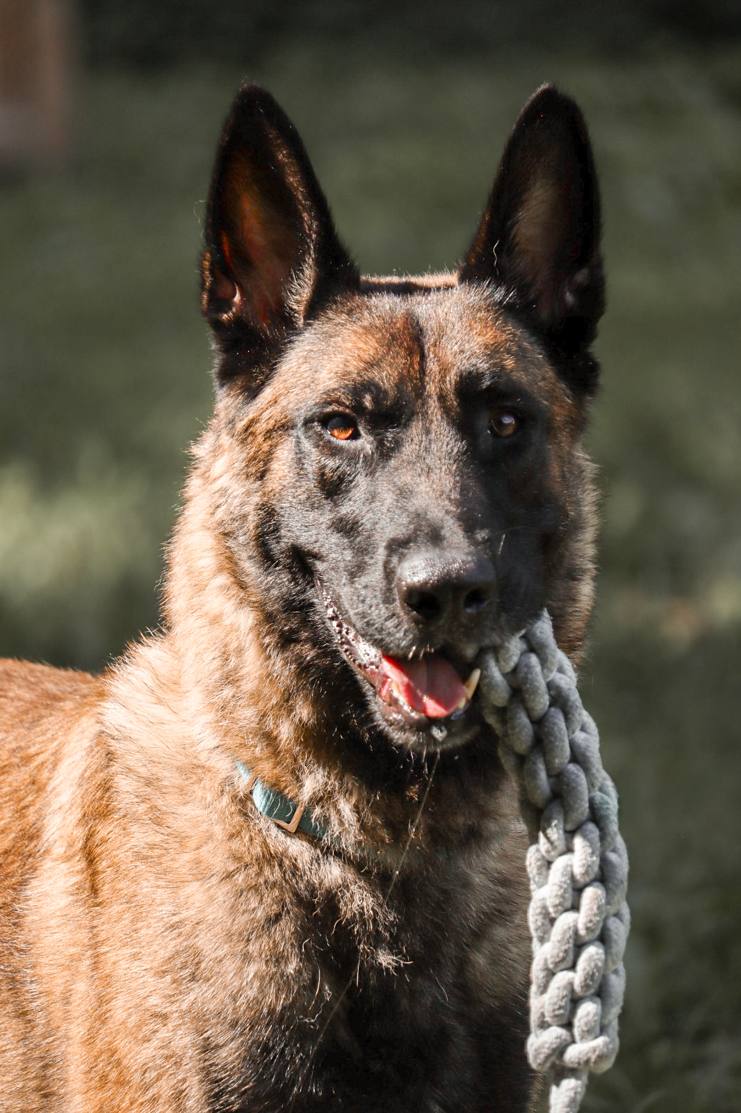 Chiko – Tierheim Bayreuth
