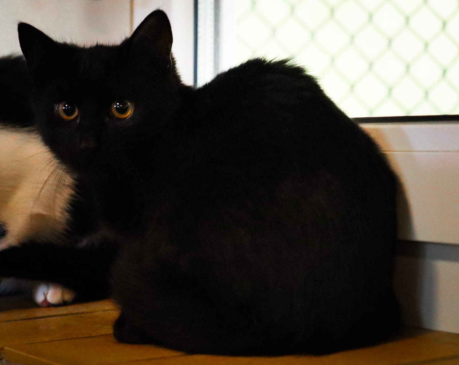 Loki – Tierheim Bayreuth