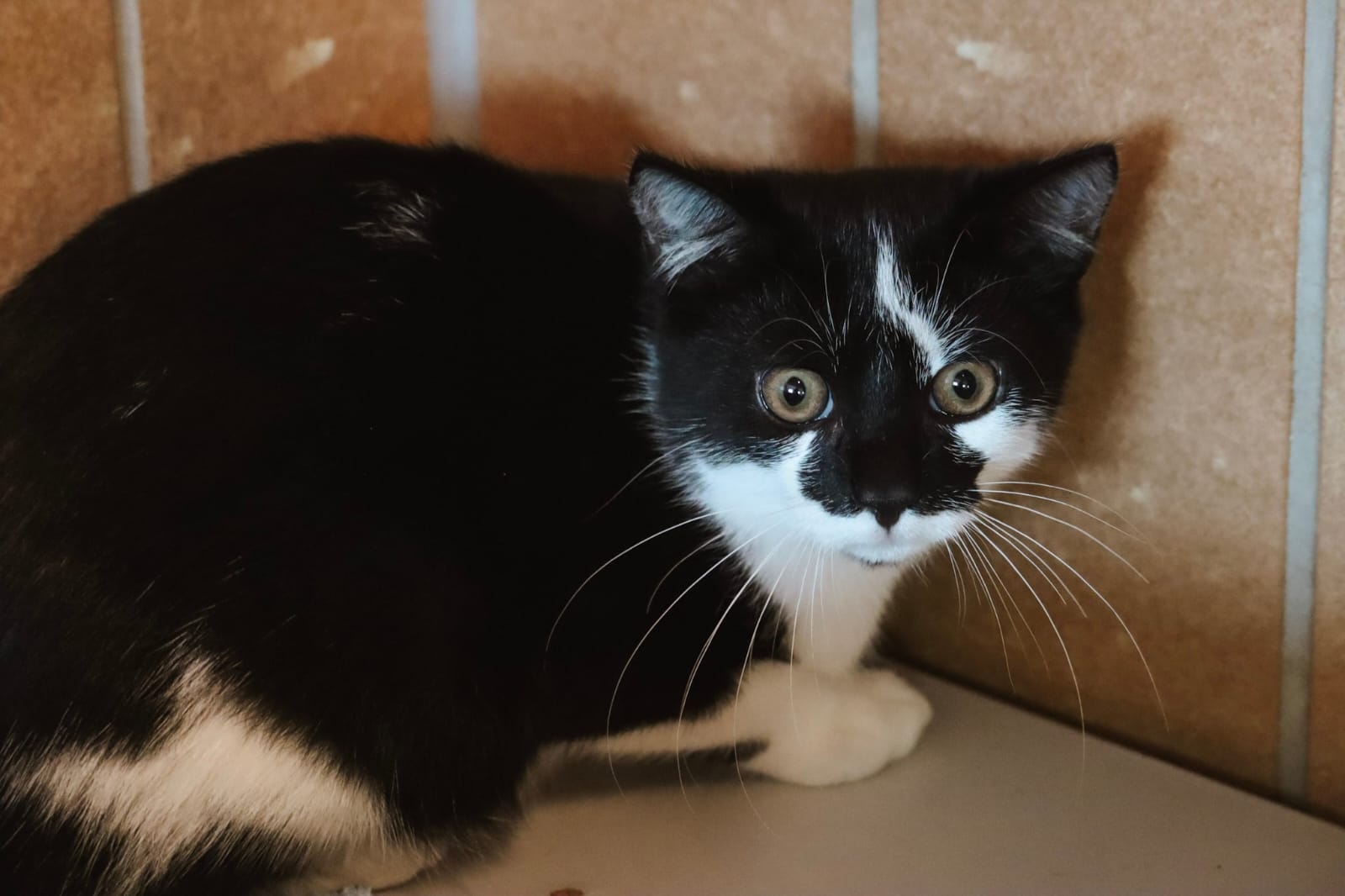 Casper – Tierheim Bayreuth