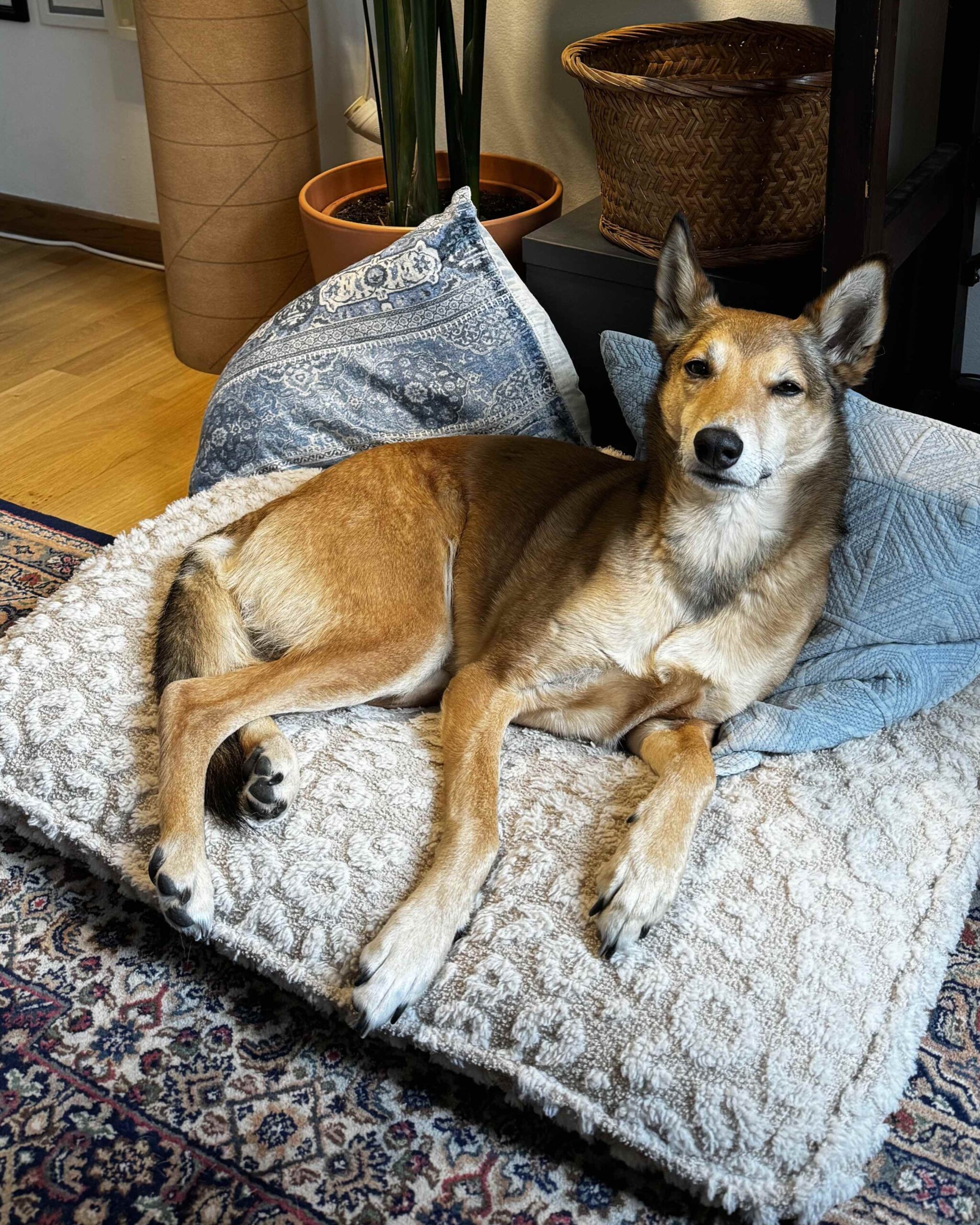 Filou – Tierheim Bayreuth