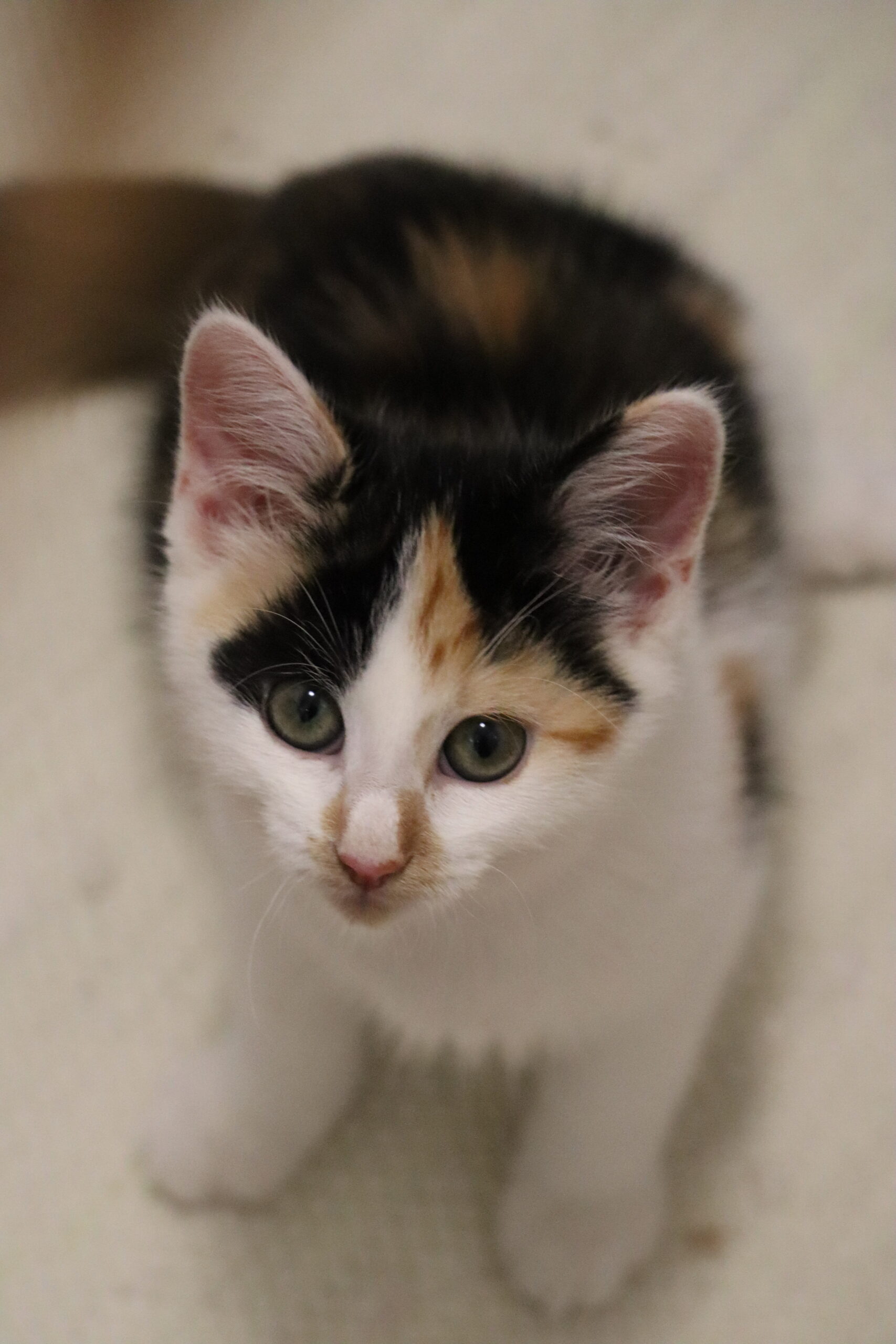 Suki – Tierheim Bayreuth