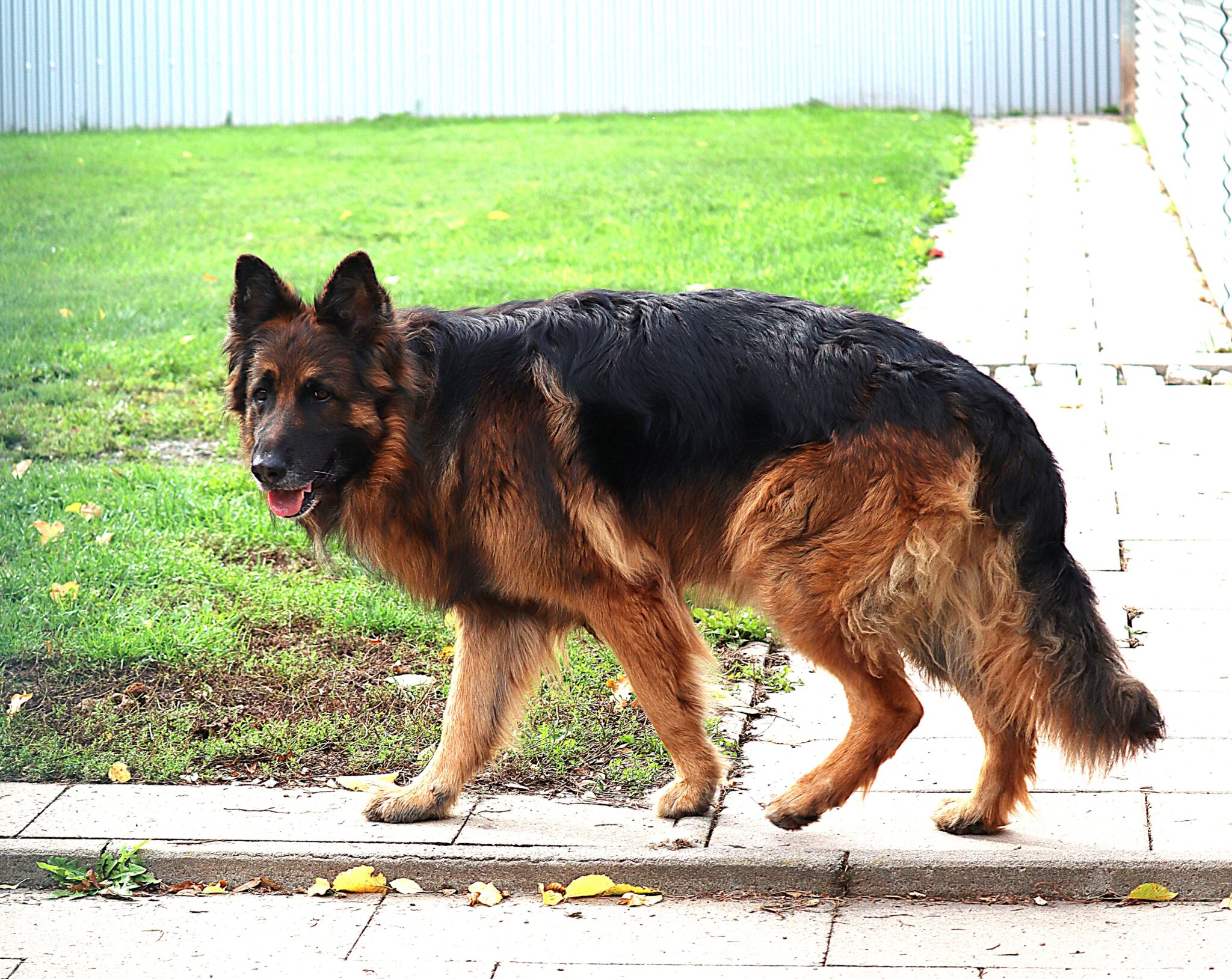 Max – Tierheim Bayreuth