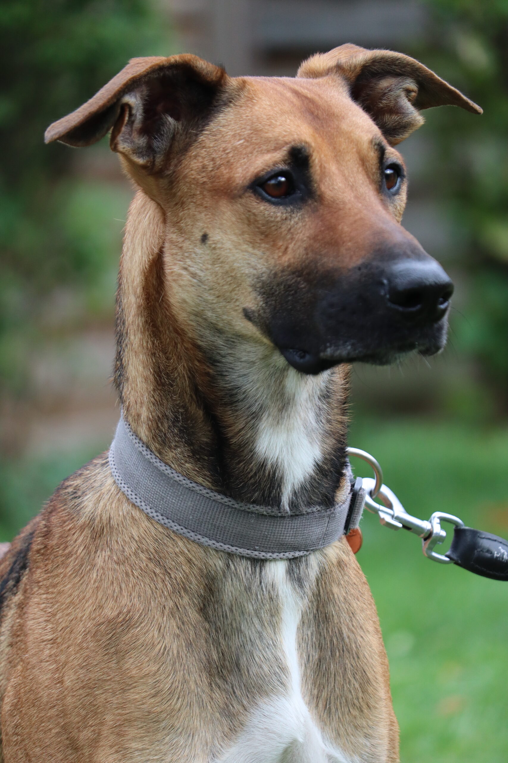 Jax – Tierheim Bayreuth