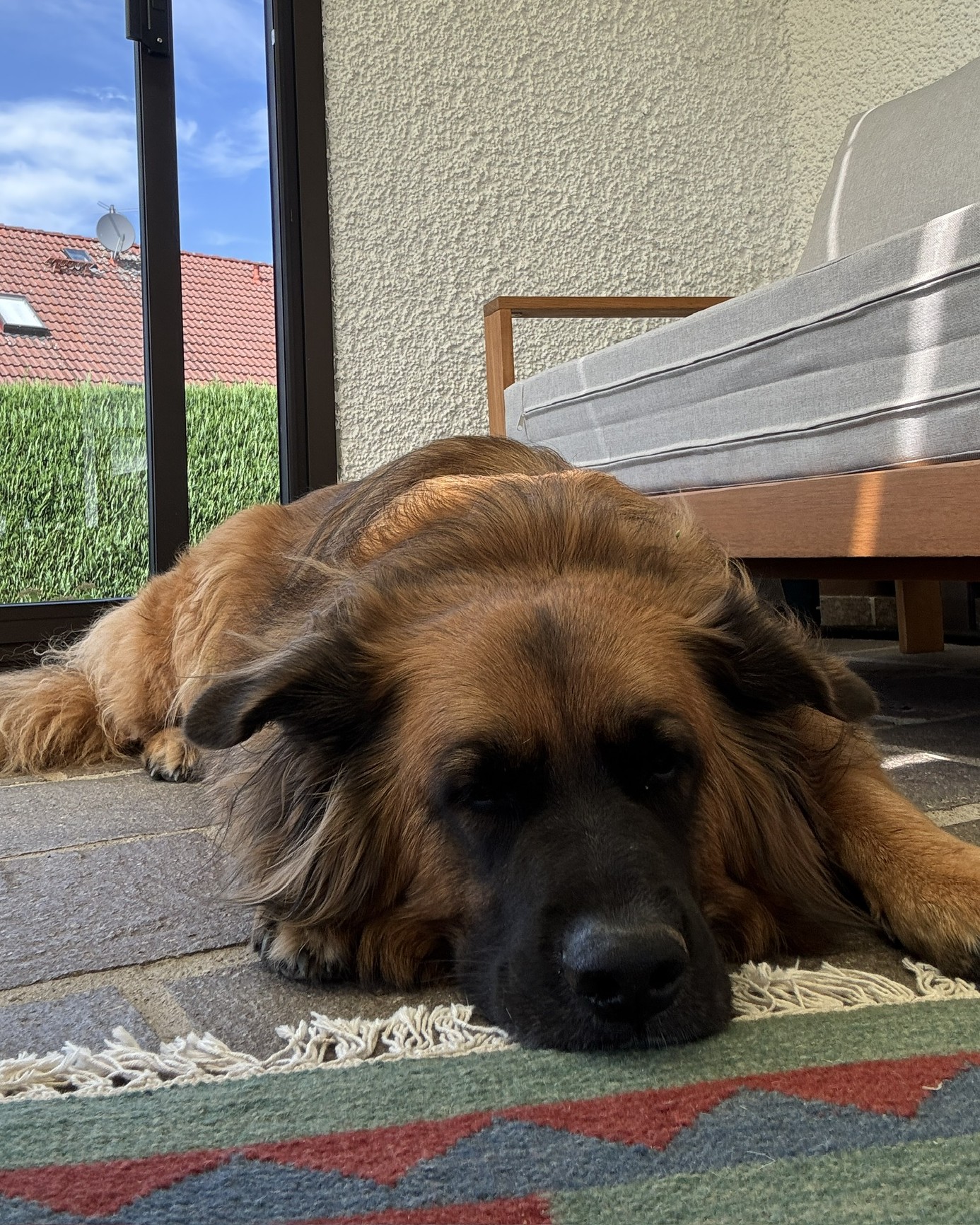 Lilo – Tierheim Bayreuth