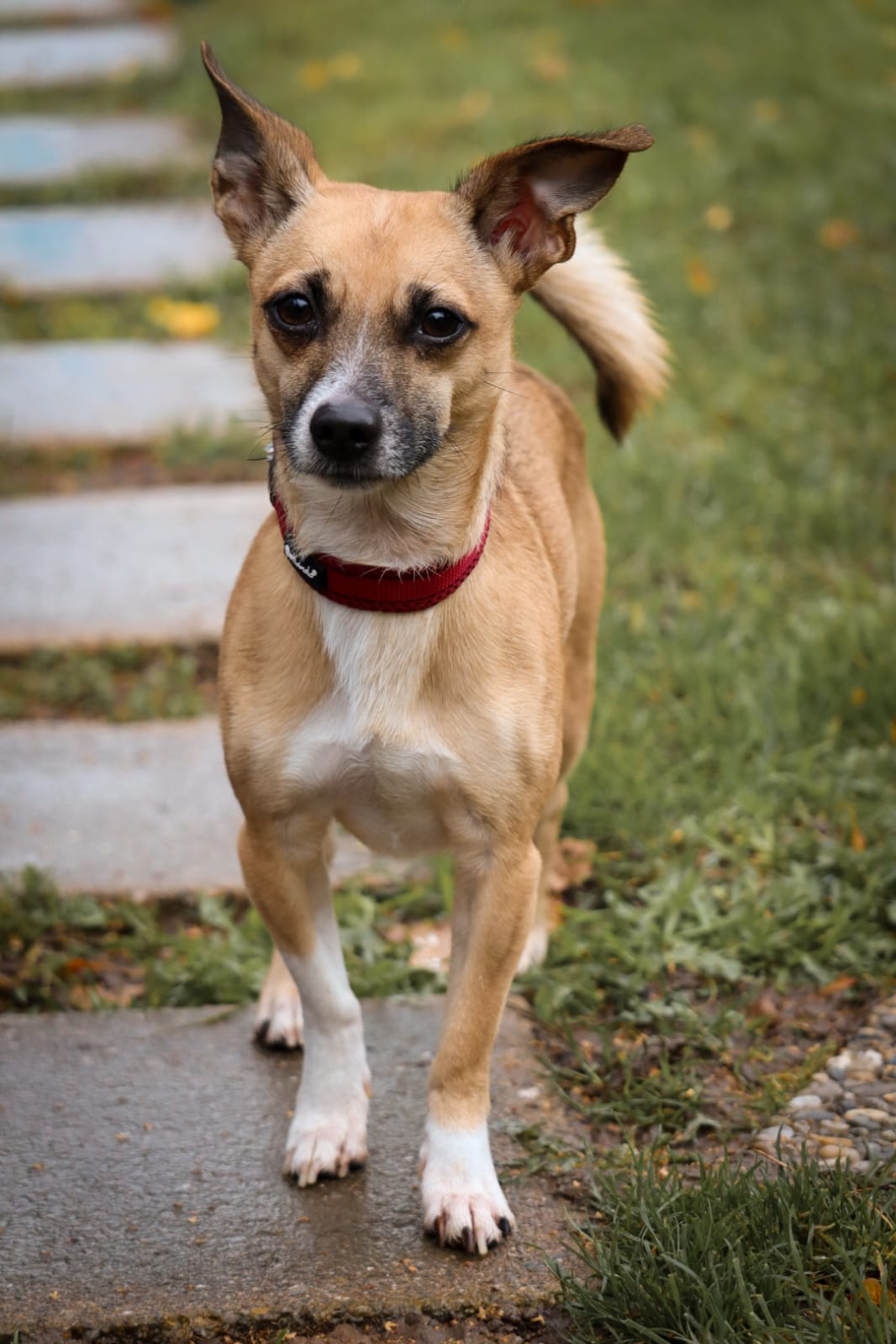 Milo – Tierheim Bayreuth