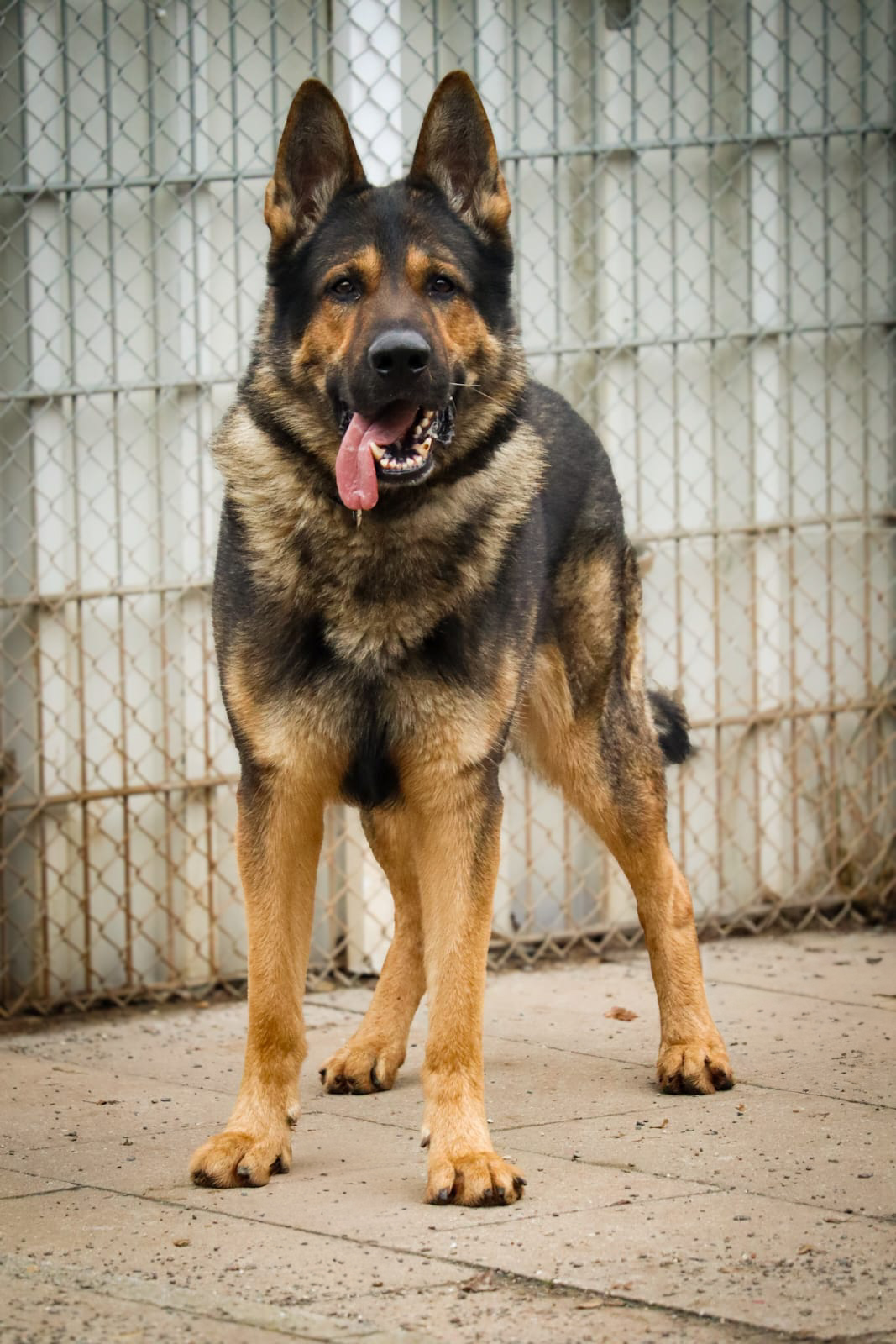 Nacho – Tierheim Bayreuth